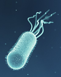 Photo of E. coli bacteria under a microscope